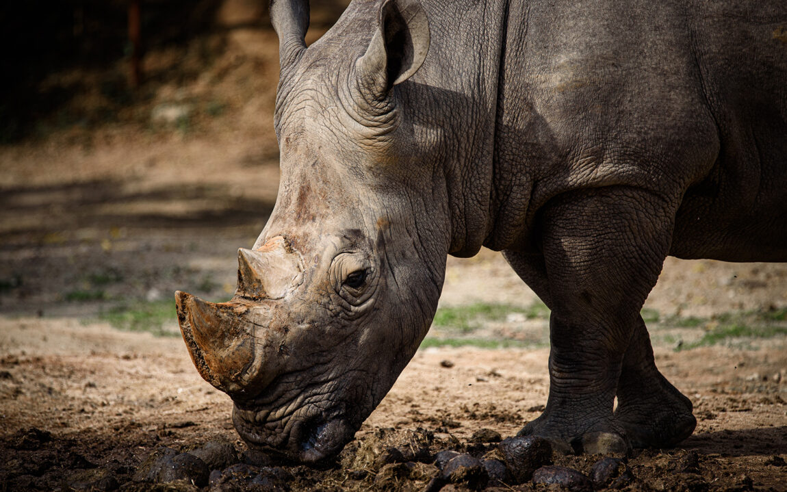 Northern White Rhino with Southern White Rhino, Kenya