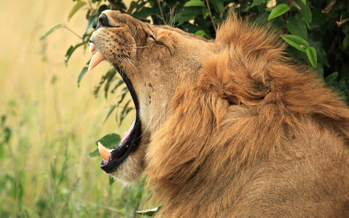 Male Lion - Maasai Mara National Park in Kenya, Africa