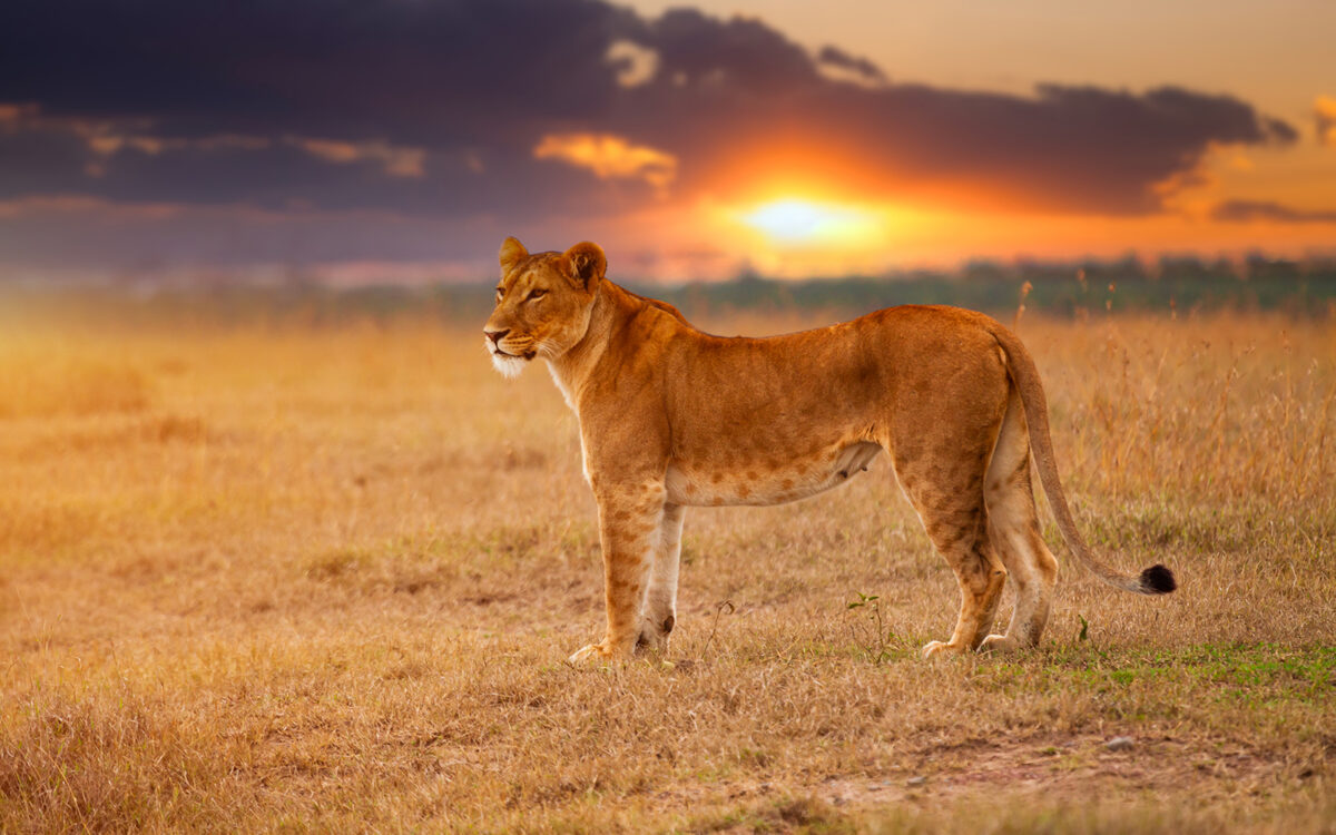 Lioness in the African savanna at sunset. Kenya.