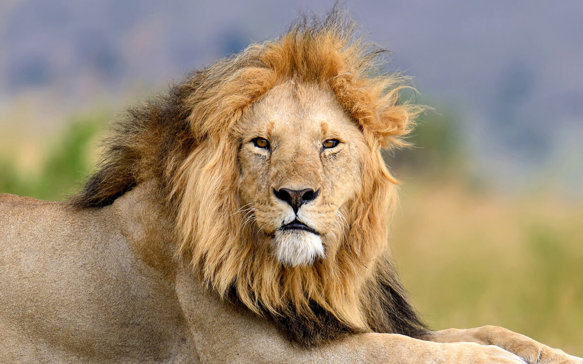 Close lion in National park of Kenya, Africa