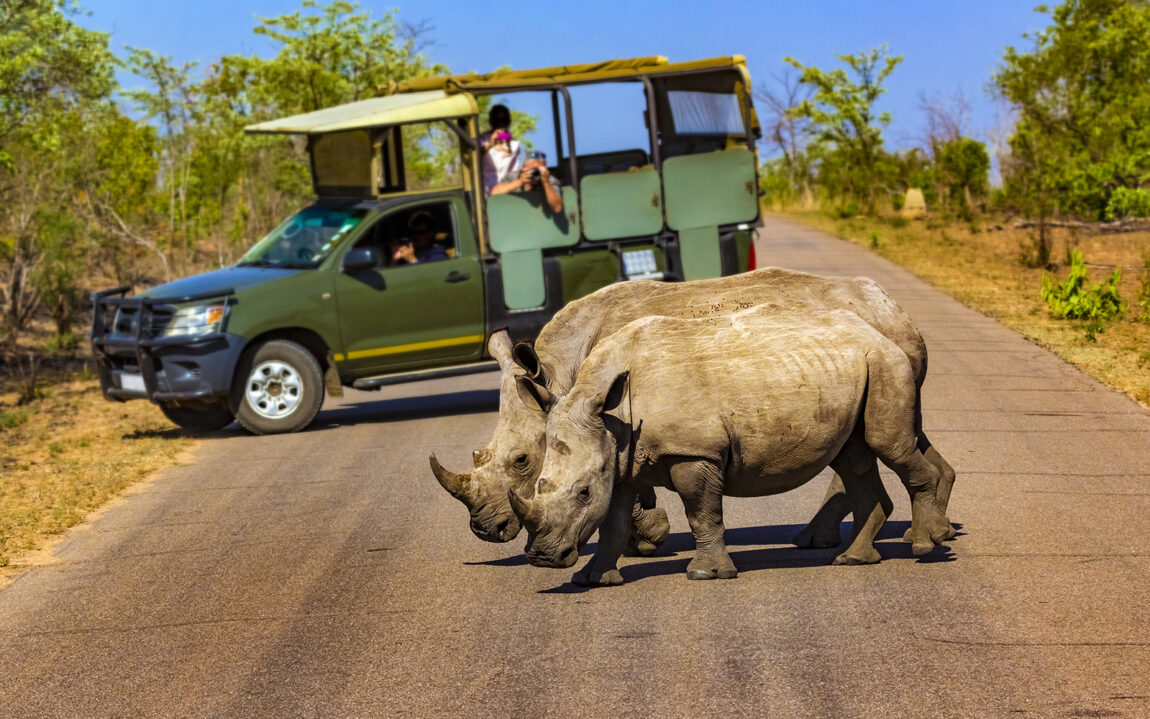 South Africa. Safari in Kruger National Park - White rhinos (subspecies south white rhinoceros, Ceratotherium simum simum). Selective focus in the foreground