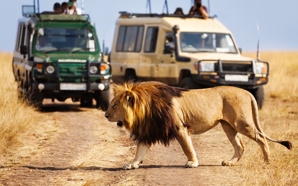 Big lion crossing the road at African savannah