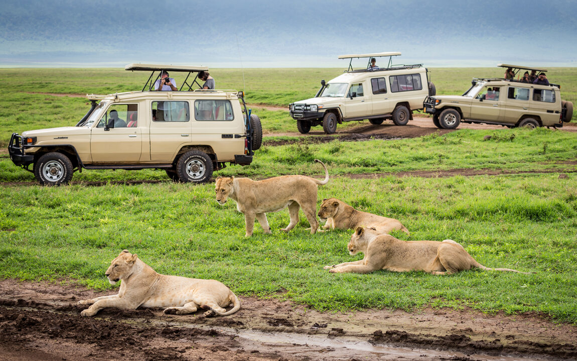 NGORONGORO TANZANIA - January 2: Tourists  in Cars watching a group of lionesses during a typical day of a safari on January 2, 2014 in Ngorongoro crater Tamzania