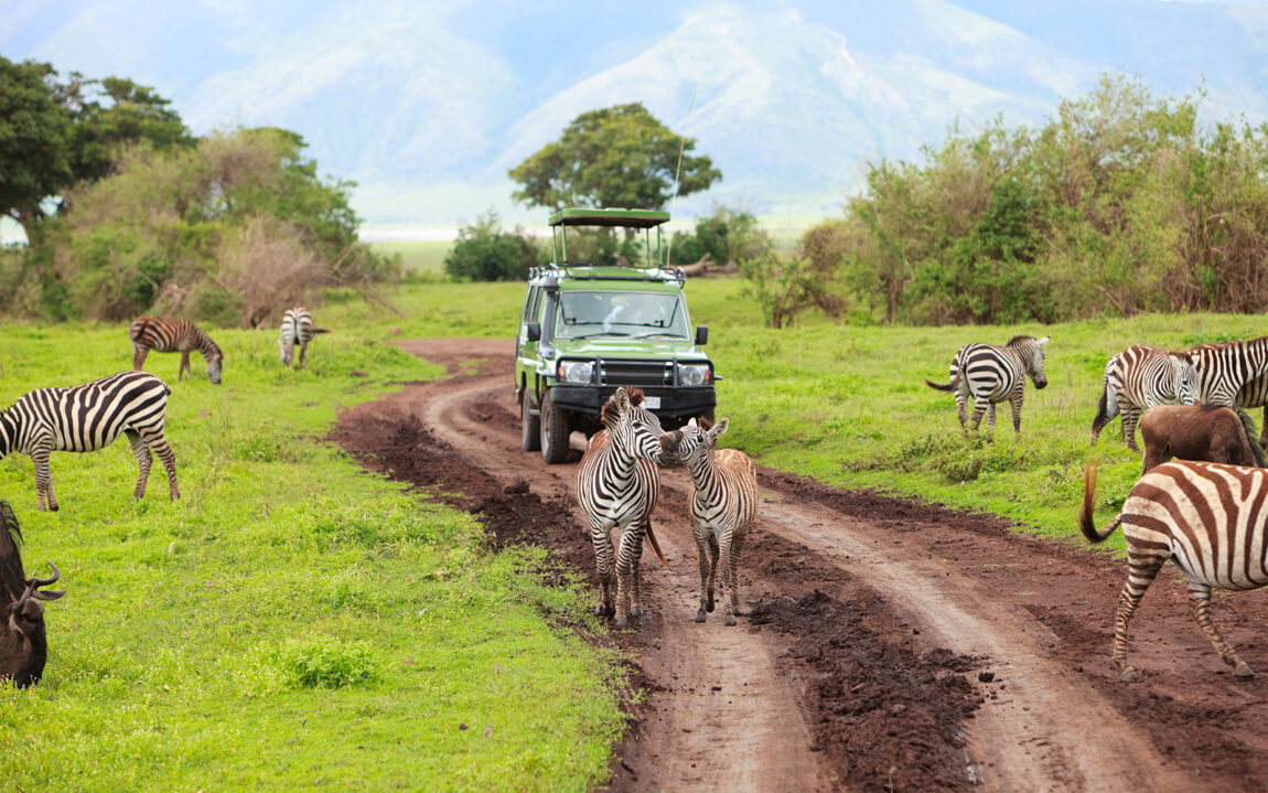 Game drive. Safari car on game drive with animals around, Ngorongoro crater in Tanzania.