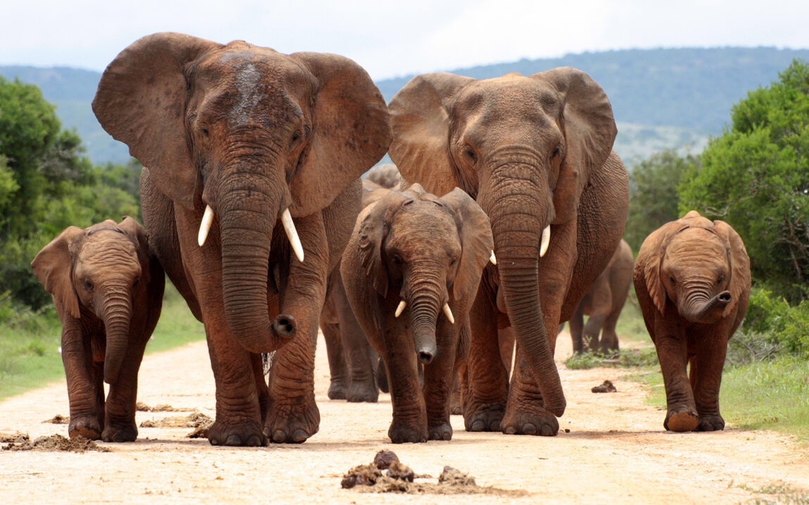 A herd of elephant walk towards the camera with all of them moving their trunks and smelling me. Taken in Addo Elephant National Park, South Africa